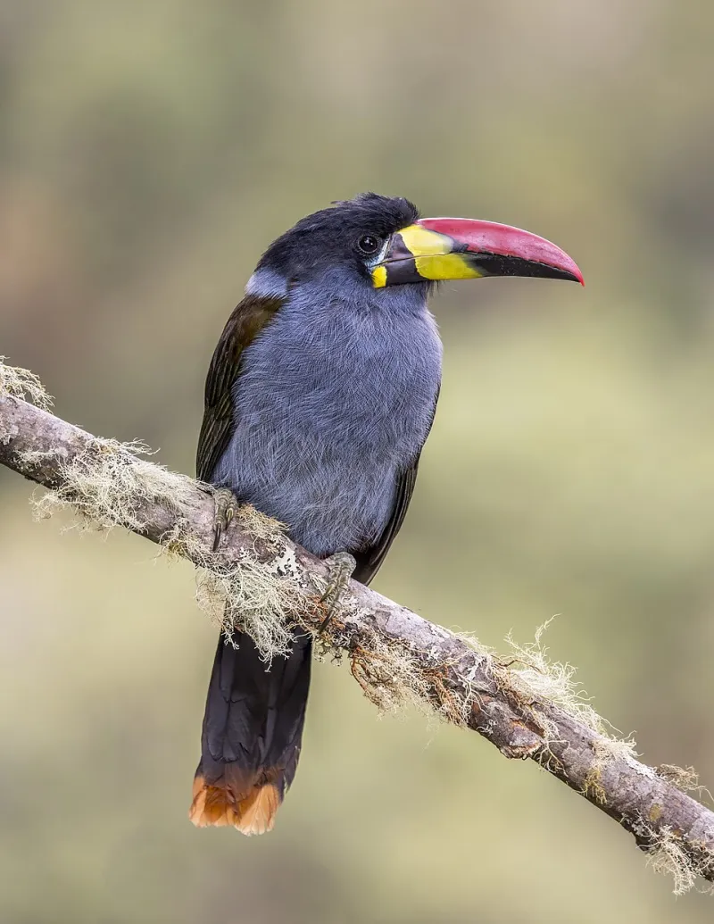 A Fauna da Serra Como Parte do Lar: O Que Esperar e Como Conviver Com os Habitantes Silvestres da Região