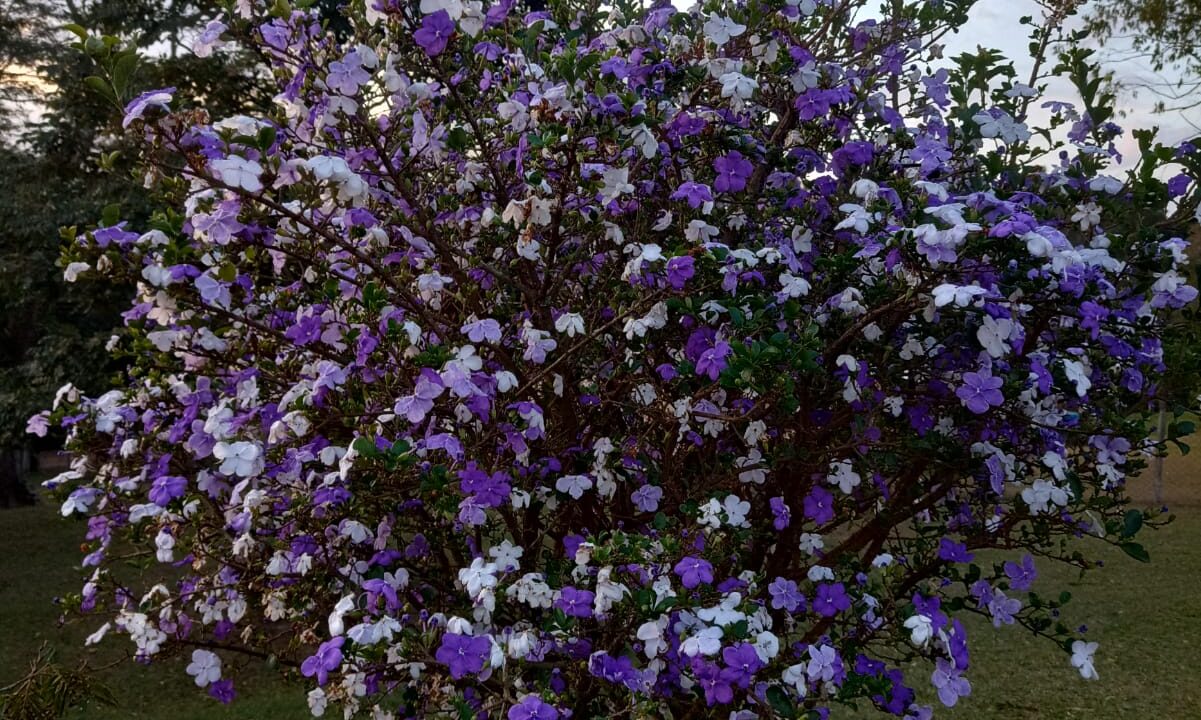 f21620d0-82a9-468d-acf2-78f920af4c5d