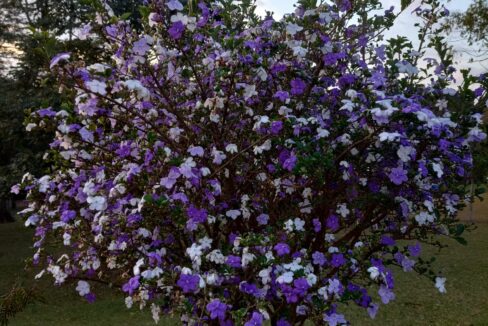 f21620d0-82a9-468d-acf2-78f920af4c5d